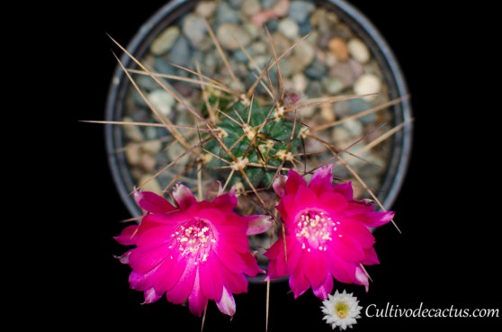 Lobivia backebergii ssp wrightiana