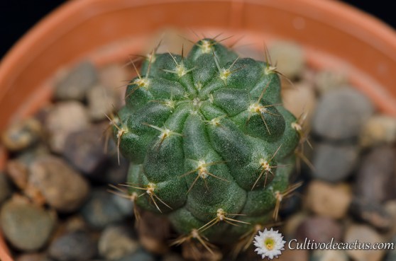 Lobivia backebergii ssp wrightiana