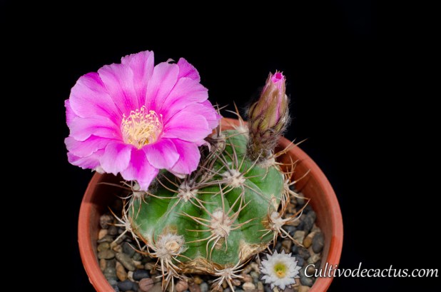 Lobivia caineana, 15 de octubre de 2020