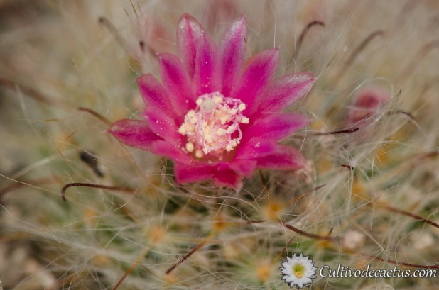Mammillaria bocasana