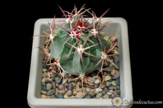Ferocactus latispinus v. spiralis