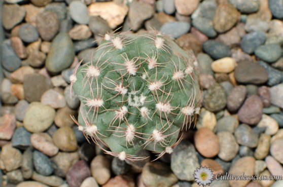 Gymnocalycium bruchii brigittae