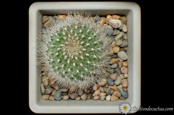 Rebutia fiebrigii