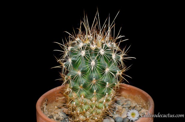 Sclerocactus scheerii