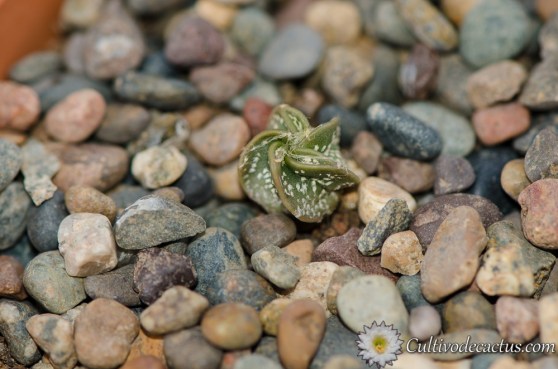 Astrophytum capricorne var. niveum