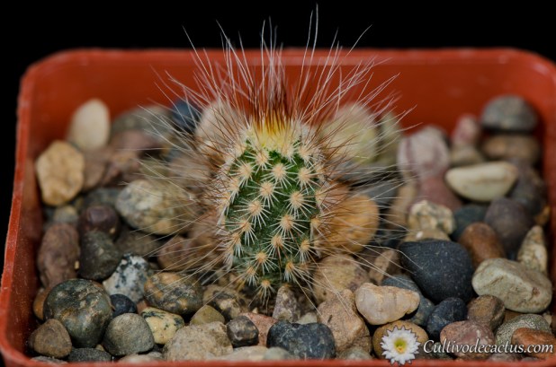 Echinocereus primolanatus