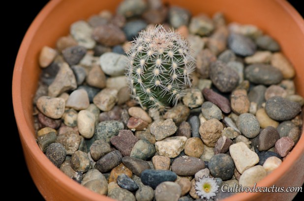 Echinocereus adustus