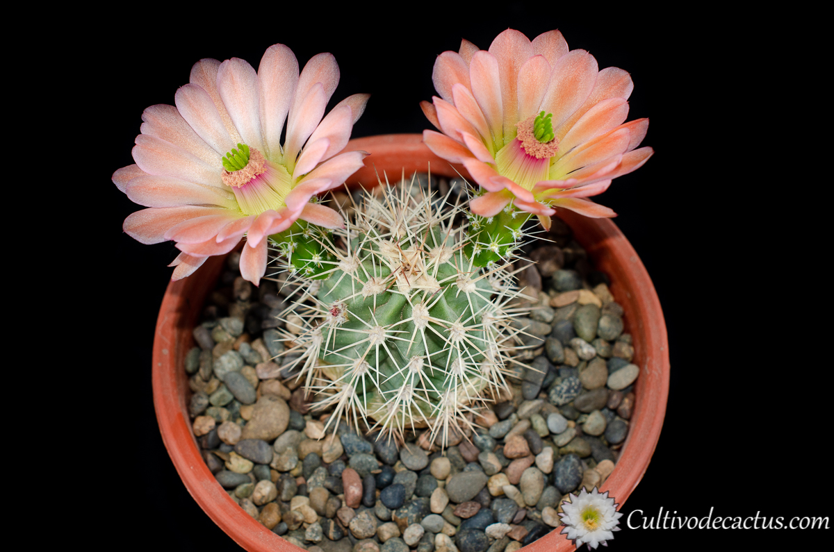 Echinocereus coccineus ssp. coccineus, 11 de Octubre de 2020