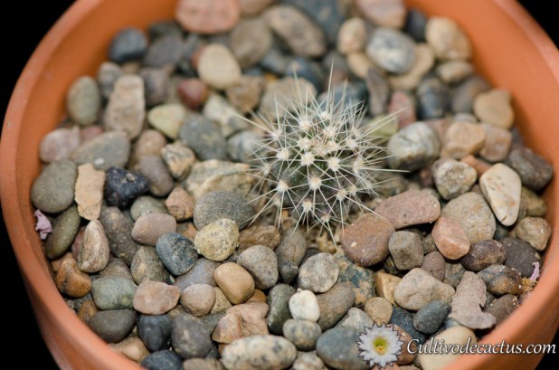 Echinocereus coccineus