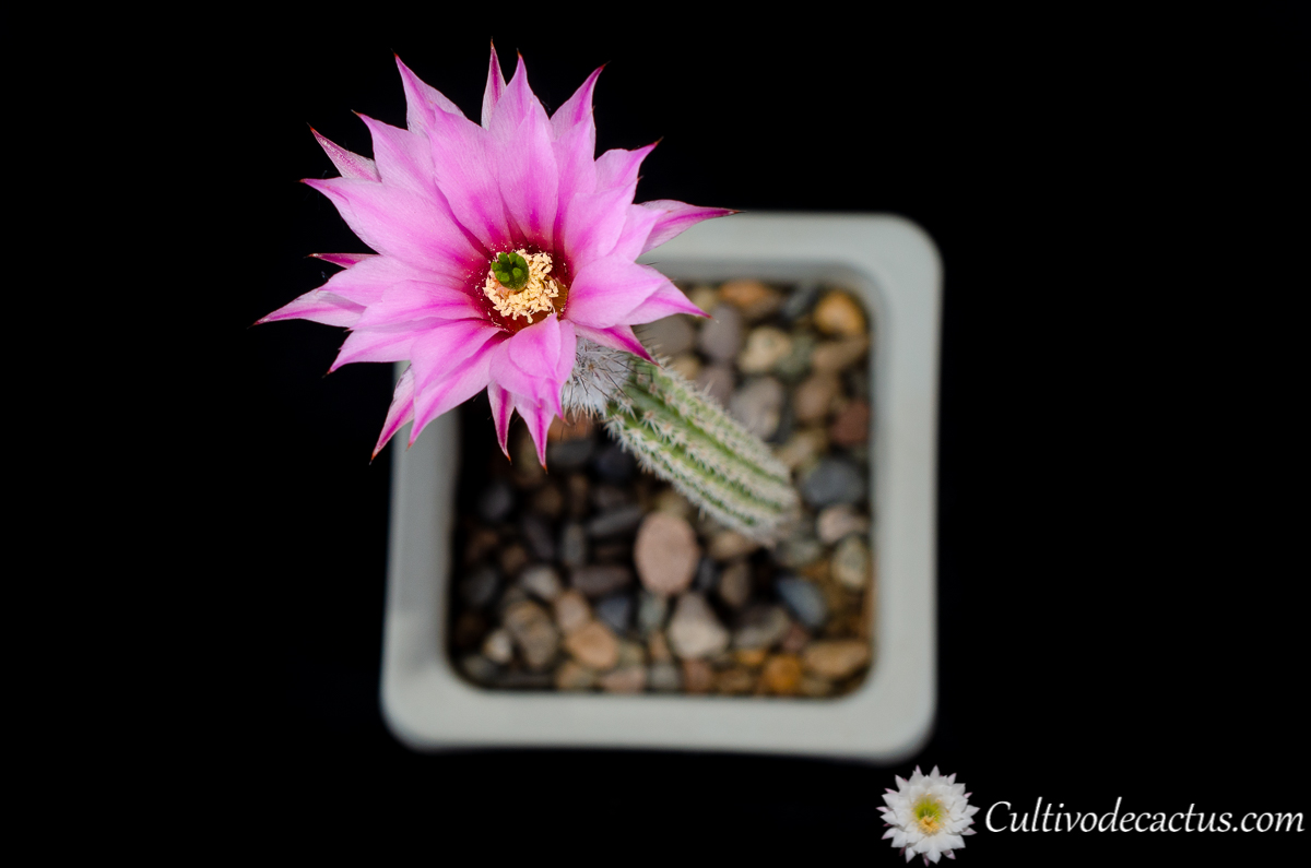 Echinocereus poselgeri, 21 de Octubre de 2018