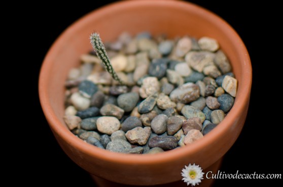 Echinocereus poselgeri