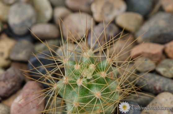 Echinocereus subinermis v ochoterenae