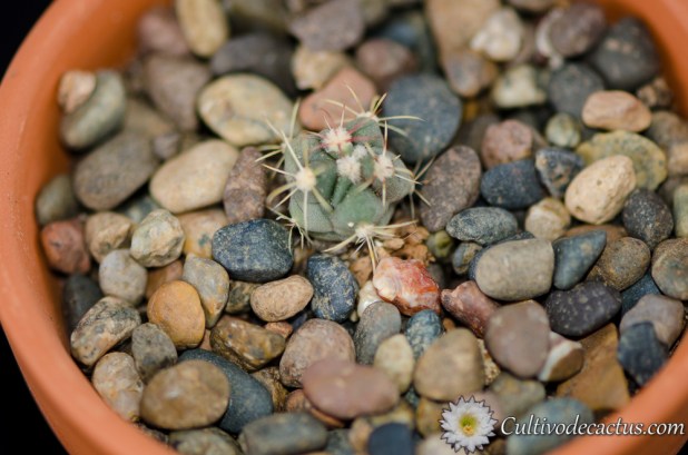 Ferocactus latispinus