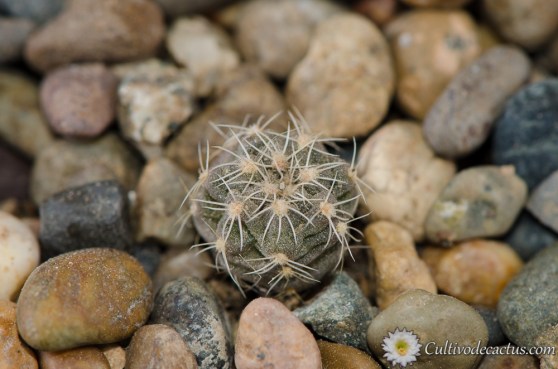 Gymnocalycium andreae