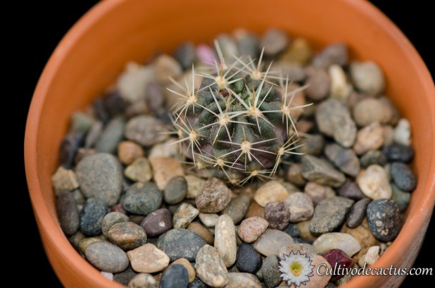 Lobivia backebergii var. larae