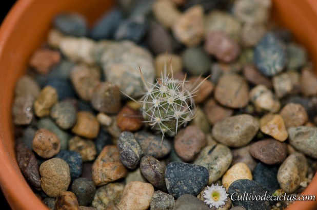 Sclerocactus nyensis