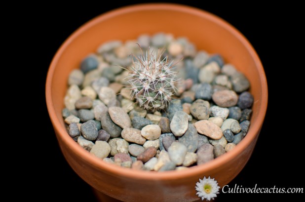 Sclerocactus parviflorus