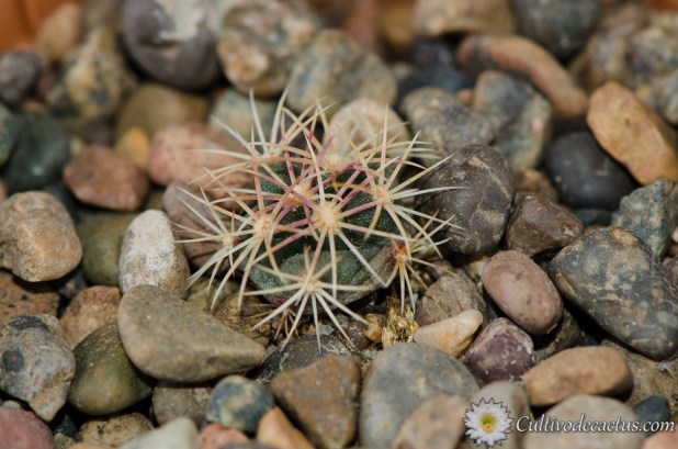Thelocactus bicolor ssp. heterochromus
