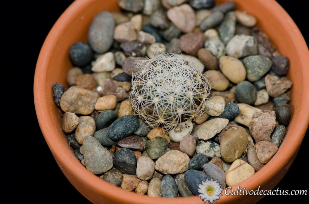 Thelocactus conothelos var. aurantiacus