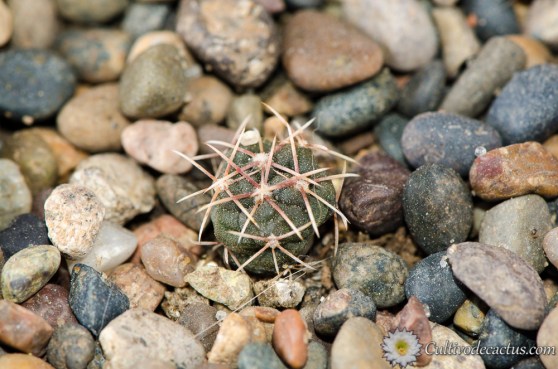 Thelocactus hexaedrophorus ssp. lloydii