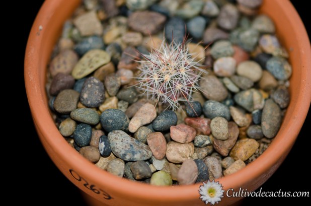 Thelocactus lausseri