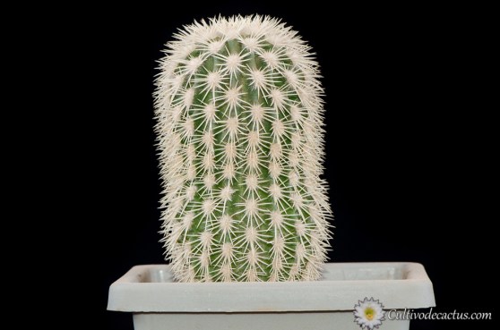 Echinocereus grandis