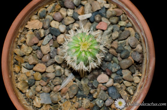 Echinocereus grandis