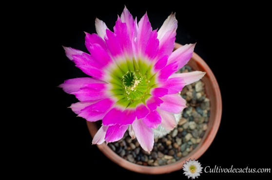 Echinocereus pectinatus ssp. wenigeri, 6 de Octubre de 2020