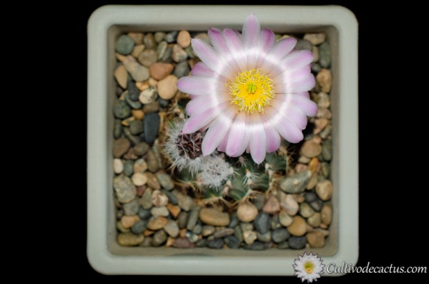 Echinocereus pulchellus ssp. pulchellus