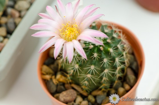 Echinocereus-pulchellus