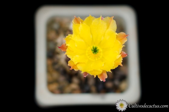 Echinocereus subinermis v. ochoterenae