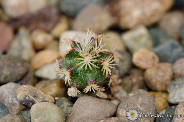 Echinocereus viridiflorus var. davisii
