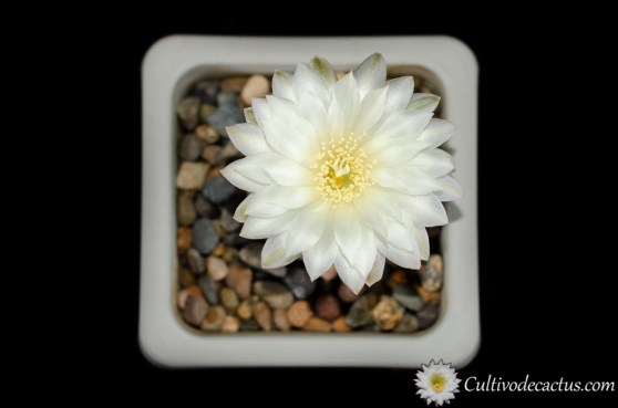 Gymnocalycium andreae, especimen (a), 11 de Octubre de 2020