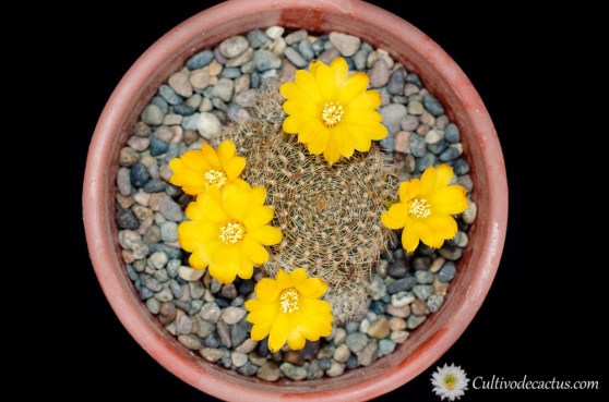 Rebutia arenacea