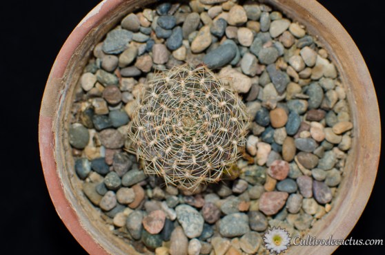 Rebutia arenacea