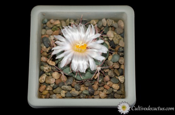 Thelocactus hexaedrophorus ssp. lloydii, 11 de Octubre de 2020