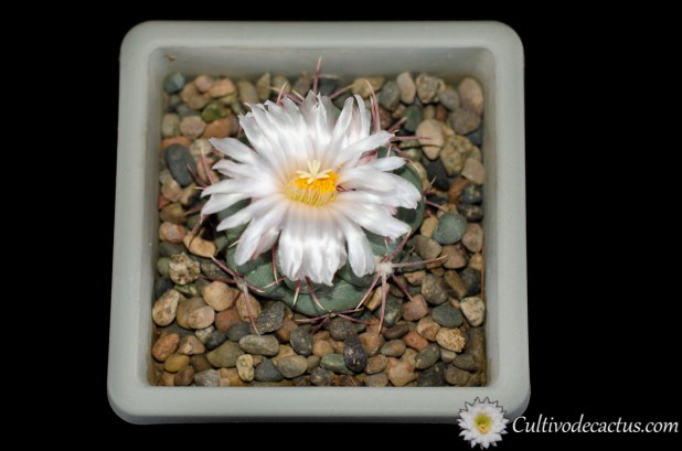 Thelocactus hexaedrophorus ssp. lloydii, 11 de Octubre de 2020