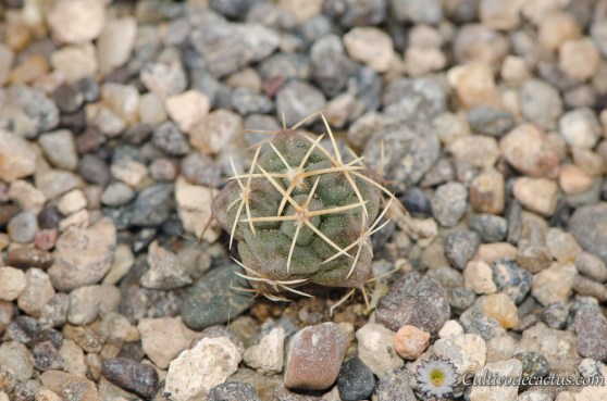 Thelocactus hexaedrophorus