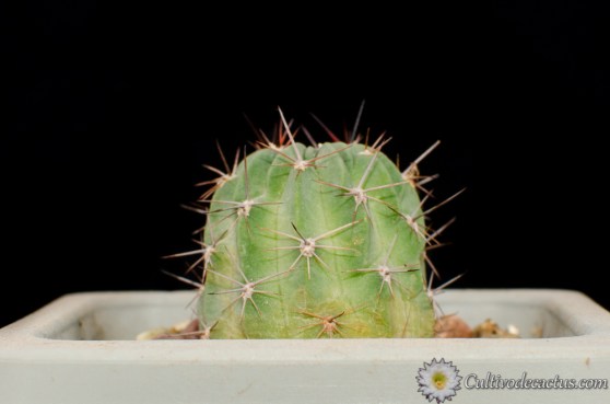 Lobivia jajoiana v. nigristoma