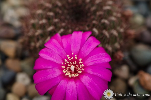 Rebutia mentosa