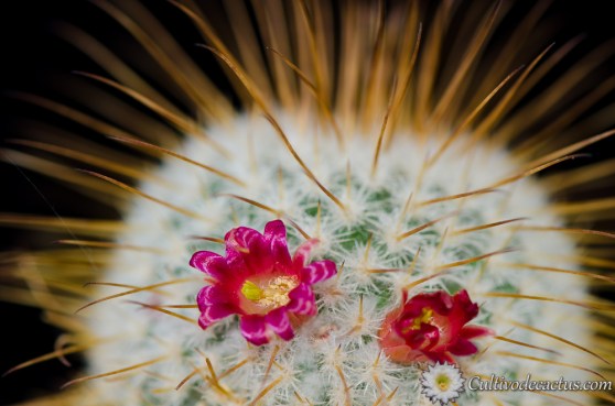 Mammillaria dixanthocentron