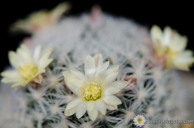 Mammillaria duwei
