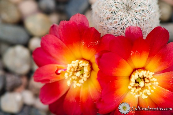 Rebutia vasqueziana