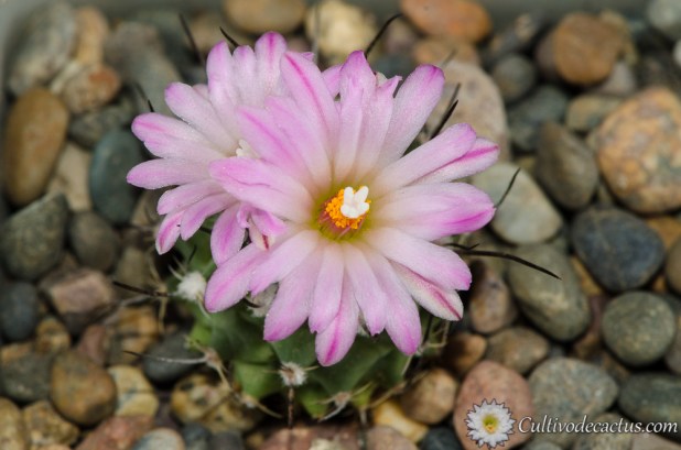 Turbinicarpus schmiedickeanus ssp. rubriflorus