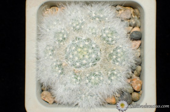 Mammillaria glassii