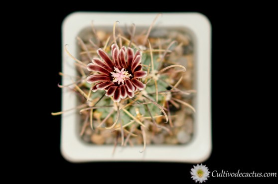 Sclerocactus uncinatus crassihamatus, 21 de agosto de 2018