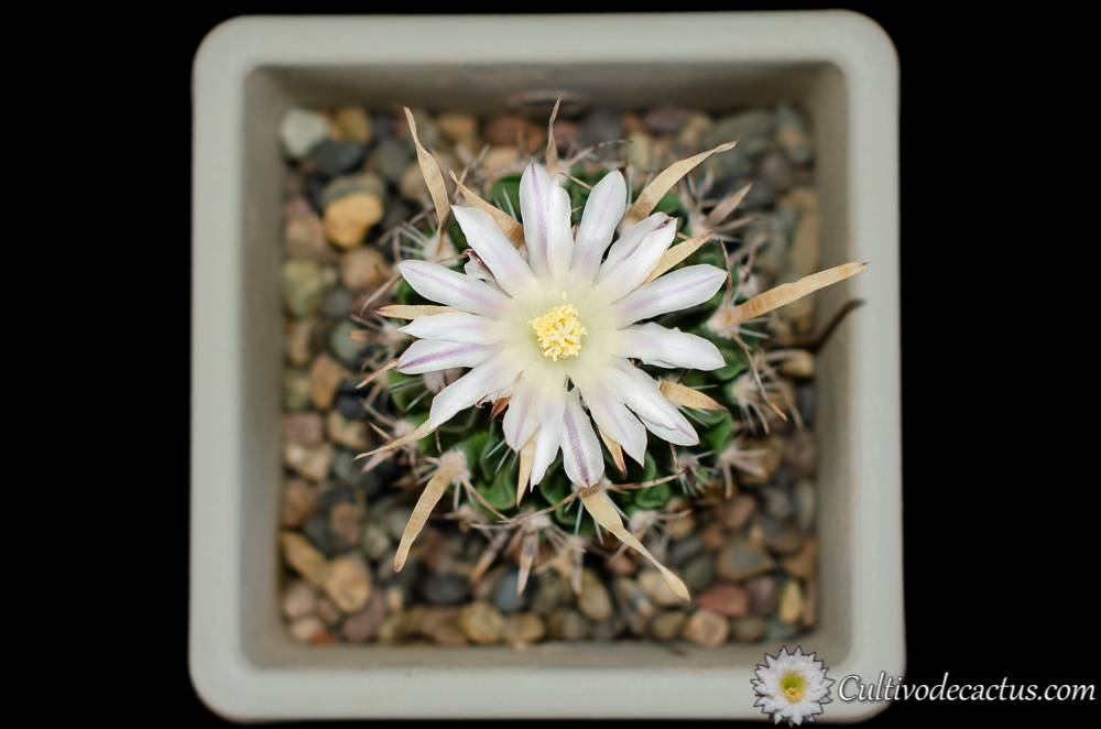 Stenocactus Multicostatus – 3 Live Cactus Plants – White/Purple Flowers – 3" Pots