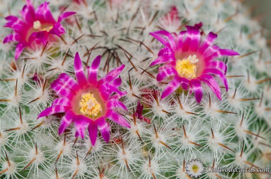 Mammillaria albilanata ssp. oaxacana, 1 de septiembre de 2018
