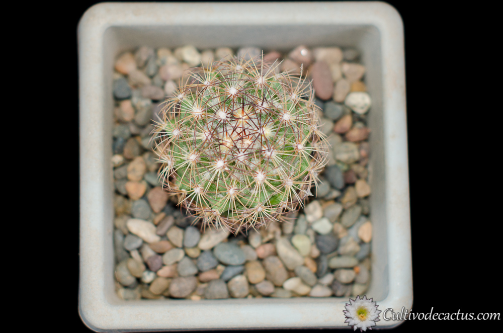 Coryphanta pseudoechinus ssp laui