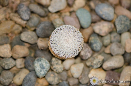Epithelantha micromeris